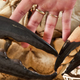 Illustration for article titled This Is Not Fancy Camerawork, Just One Giant Biggest Crustacean